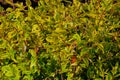 Closeup Kaleidoscope Abelia plant leaves and stems