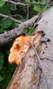 Mushroom and plant. Royalty Free Stock Photo