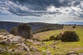 Sheep herd at Catalan highlands