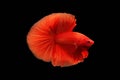 Pla Kad, Super red betta fish. Siamese fighting fish isolated on black background. Thailand