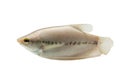 Pla Salit (Trichogaster pectoralis) ,Fresh raw fish on