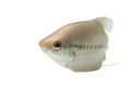 Pla Salit (Trichogaster pectoralis) ,Fresh raw fish on