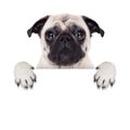 Placard banner dog Royalty Free Stock Photo