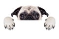 Placard banner dog Royalty Free Stock Photo