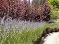 Road of lavande and red plants