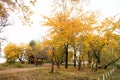 Place of magic. Urban park in fall. Park landscape in autumn. Trees change color in park. Autumn park. Recreation and Royalty Free Stock Photo