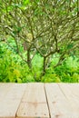 Place for object on wooden table with green summer Royalty Free Stock Photo