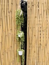 Dischidia nummularia in Zen Japanese architectural courtyard Royalty Free Stock Photo