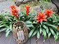 Bromeliaceae (Taipei City Penal Service Building) in the Zen Japanese-style architectural courtyard Royalty Free Stock Photo