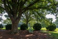 A place of relaxation in an Adirondack chair under a large, spreading tree.