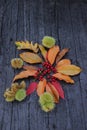 place for text, autumn image with leaves, chestnuts and small red fruits, rustic black wooden background Royalty Free Stock Photo