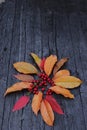 place for text, autumn image with leaves, chestnuts and small red fruits, rustic black wooden background Royalty Free Stock Photo