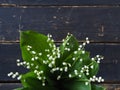 Place for text. Lilies of the valley spring flowers in a bouquet are laid out along the edge of a dark wooden background Royalty Free Stock Photo
