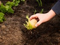 Place tubers in ground, healthy sprouts chitting seed potatoes Royalty Free Stock Photo