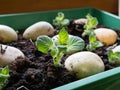 Place tubers on a tray; healthy sprouts chitting seed potatoes Royalty Free Stock Photo