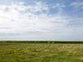 Livestock landscape with green grass and blue sky Royalty Free Stock Photo