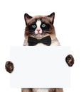 Placeholder banner cat.