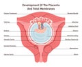 Placenta and fetal membrance anatomy. Placental structure and circulation Royalty Free Stock Photo