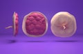Placenta - isometric view 3d illustration Royalty Free Stock Photo