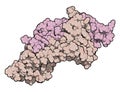 Placental growth factor (PlGF, receptor binding domain) protein. 3D rendering based on protein data bank entry 1rv6