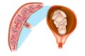 Placental structure and circulation.