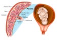 Placental structure Vector