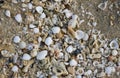 Placer shells on the sandy seashore