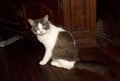 Placid brown and white bicolor tabby domestic pet cat on wooden floor