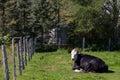 Placid looking black baldy breed cow resting in the sun in a country field Royalty Free Stock Photo