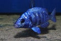 Placidochromis phenochilus Lupingo Cichlid