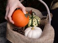 Placing a sugar pumpkin into a basket with other gourds