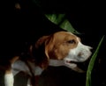 Plaful beagle in nature eating leaf Royalty Free Stock Photo