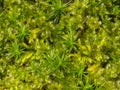 Plagiomnium affine, species of thyme-moss and Polytrichum moss Royalty Free Stock Photo