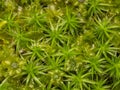 Plagiomnium affine, species of thyme-moss and Polytrichum moss Royalty Free Stock Photo