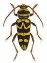 Plagionotus bobelayei, a longhorn beetle mimicking a wasp