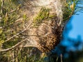 Plague Caterpillars Pine Nest Cocoon Processionary