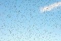 Plague of Insects flying ants