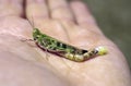 A plague locust continues to lay eggs.