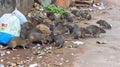 A plague of rats invades the garbage-filled streets.