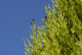 Plague Soldier Beetles (Chauliognathus lugubris) and honey bee sitting on a plant