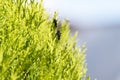 A pair of Plague Soldier Beetles (Chauliognathus lugubris) on a plant in Sydney