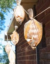 Plaice drying on a rack in the wind Royalty Free Stock Photo