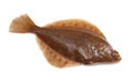 Plaice Fish Royalty Free Stock Photo