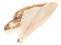 Plaice Fish Fillet Royalty Free Stock Photo