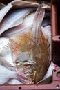 Plaice fish on seafood market