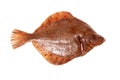Plaice fish isolated on a white studio background. Royalty Free Stock Photo