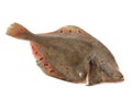 Plaice Fish on White Royalty Free Stock Photo