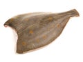 Plaice Fish on White Royalty Free Stock Photo