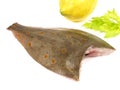 Plaice Fish on White - Ready for cooking Royalty Free Stock Photo