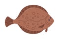 Plaice Flatfish as Seafood and Fresh Sea Product Vector Illustration